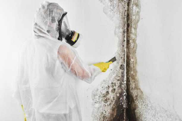 Asbestos and Lead Testing During Mold Inspection in Bonner West Riverside, MT