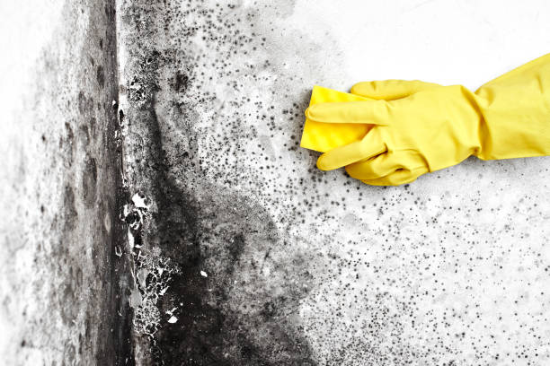 Mold Odor Removal Services in Bonner West Riverside, MT